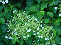Hortenzie řapíkatá (Hydrangea petiolaris)