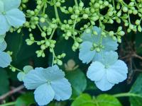 Hortenzie řapíkatá (Hydrangea petiolaris)