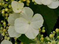 Hortenzie řapíkatá (Hydrangea petiolaris)