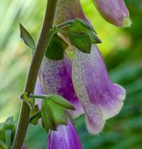 Roter Fingerhut (Digitalis purpurea)