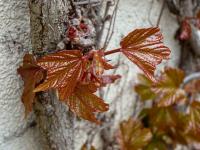 Loubinec trojlaločný 'Veitchii' - jarní listy (Parthenocissus tricuspidata)