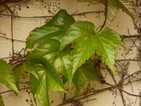 Loubinec trojlaločný 'Veitchii' (Parthenocissus tricuspidata)