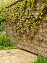 Loubinec trojlaločný 'Veitchii' (Parthenocissus tricuspidata)