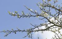 Slivoň švestka (Prunus domestica)