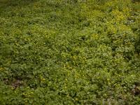 Orsej jarní (Ficaria verna)