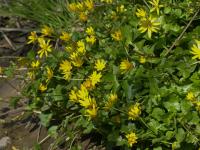 Orsej jarní (Ficaria verna)