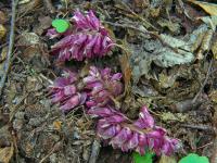 Podbílek šupinatý (Lathraea squamaria)