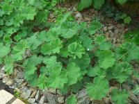Kontryhel měkký (Alchemilla mollis)