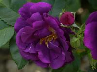 Růže 'Rhapsody in Blue' - Sadové růže (Rosa)