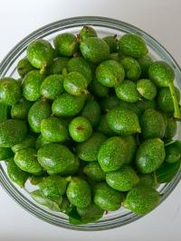 Ořešák královský (Juglans regia)