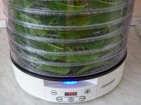 Ořešák královský - sušení listů v sušičce (Juglans regia)