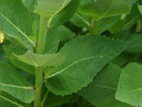 Zvonkovec velkokvětý 'Mariesii' (Platycodon grandiflorus)