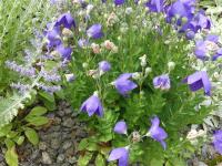 Zvonkovec velkokvětý 'Mariesii' (Platycodon grandiflorus)