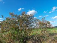 Růže šípková (Rosa canina)