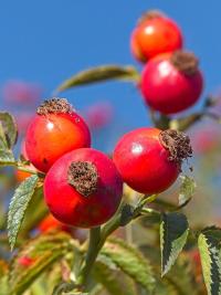 Růže šípková (Rosa canina)
