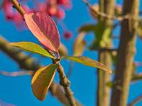 Brslen evropský (Euonymus europaeus)