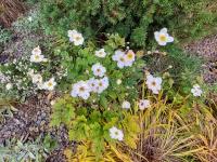 Sasanka japonská 'Honorine Jobert' (Anemone hupehensis)