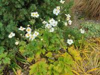 Sasanka japonská 'Honorine Jobert' (Anemone hupehensis)