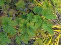 Sasanka japonská 'Honorine Jobert' (Anemone hupehensis)