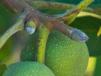 Ořešák královský (Juglans regia)