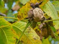Ořešák královský (Juglans regia)