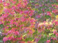 Loubinec trojlaločný 'Veitchii' (Parthenocissus tricuspidata)