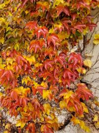 Loubinec trojlaločný 'Veitchii' (Parthenocissus tricuspidata)