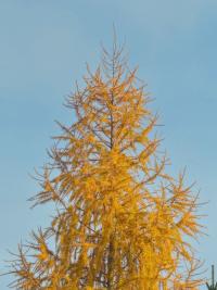 Modřín opadavý (Larix decidua)