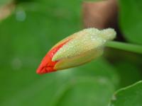 Lichořeřišnice větší (Tropaeolum majus)