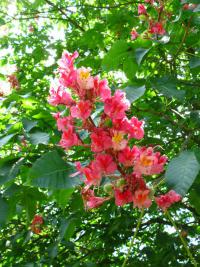 Jírovec červený (Aesculus x carnea)