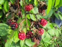 Rubus fruticosus