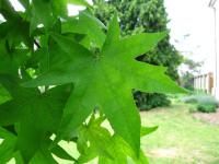 Ambroň západní (Liquidambar styraciflua)