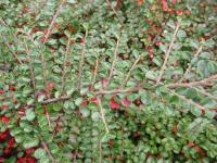 Skalník rozprostřený (Cotoneaster horizontalis)