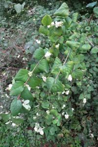 Pámelník bílý (Symphoricarpos albus)