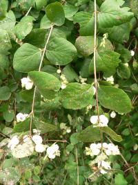 Pámelník bílý (Symphoricarpos albus)