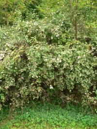 Pámelník bílý (Symphoricarpos albus)