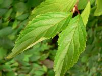 Kalina vonná (Viburnum farreri)