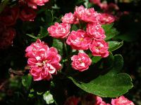 Hloh obecný (Crataegus laevigata)