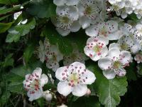 Hloh obecný (Crataegus laevigata)