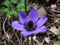 Sasanka věncová (Anemone coronaria)