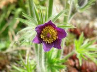 Koniklec luční český (Pulsatilla pratensis subsp bohemica)