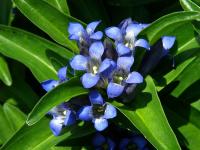 Gentiana cruciata