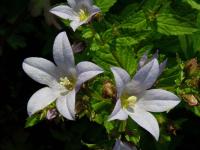 Zvonek bělokvětý (Campanula lactiflora)