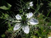 Černucha damašská (Nigella damascena)