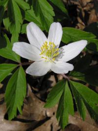 Wood Anemone (Anemone nemorosa)