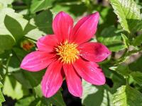 Jiřinka šarlatová (Dahlia coccinea)