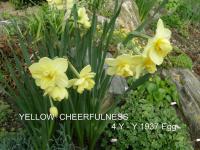 Narcis 'Yellow Cheerfulness' - Plnokvěté narcisy (Narcissus)