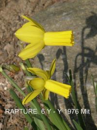 Narcis 'Rapture' - Cyclamineus narcisy (Narcissus)