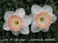 Narcis 'Supreme Empire' - Velkokorunné narcisy (Narcissus)