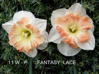 Narcis 'Fantasy Lace' - Collar narcisy (Narcissus)